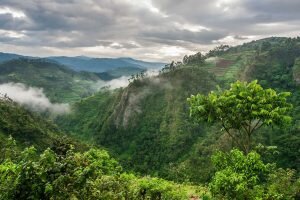 africa's mountain forests - cleanbuild